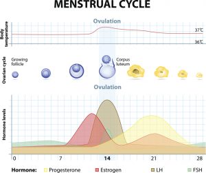 menstruation cycle ostéopathie